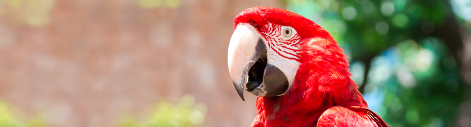 parrot