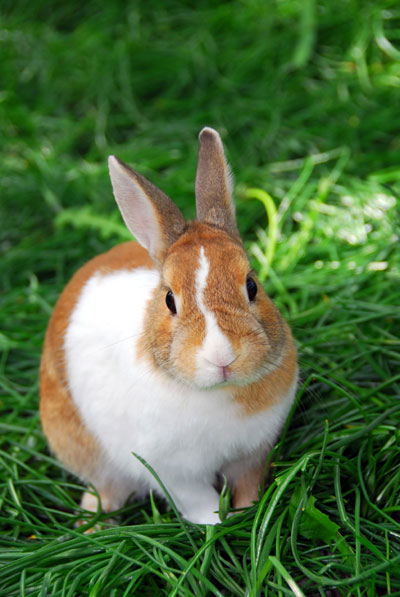 Rabbits are treated at our Toronto exotic animal clinic