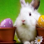 easter-bunny-website-2014 (400x283)