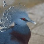 Victoria Crowned Pigeon (Goura victoria)