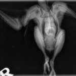 Owl x-ray (640x479)
