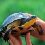 Blandings Turtle 2