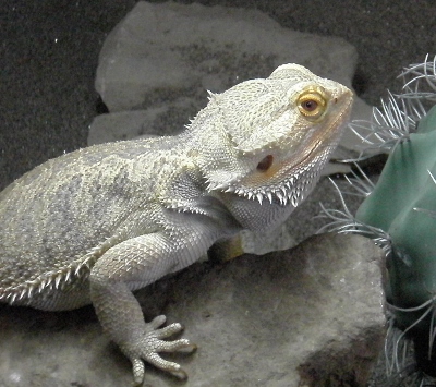 snow bearded dragons