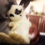 01-12-2015 Mr. Bunny