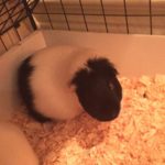 03-11-2015 Oreo (367x400)