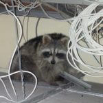 Raccoon Blog 1