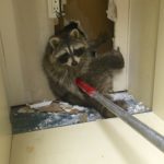 Raccoon adventure - 7