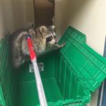 Raccoon adventure - 9