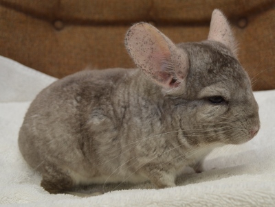 chinchilla animal