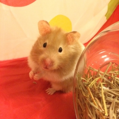 Our Pets, Hamster