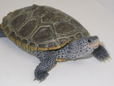 Are store terrapins amphibians