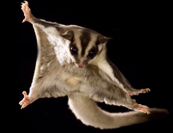 sugar glider