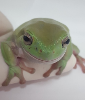 White's tree frog  Smithsonian's National Zoo and Conservation