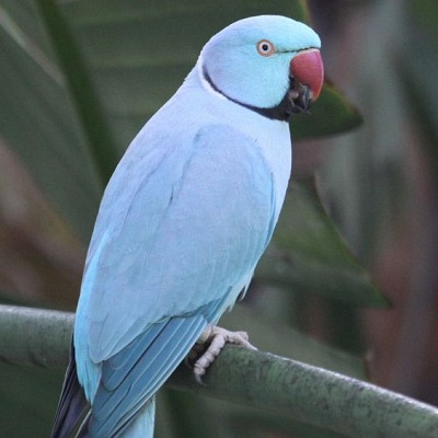 Louie - Indian Ringneck Parakeet - February 5, 2010