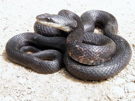 Gray Ratsnake, Reptiles & Amphibians in Ontario