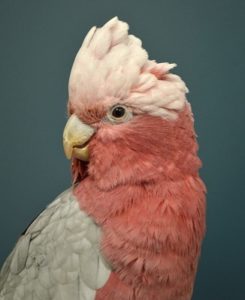 galah cockatoo price