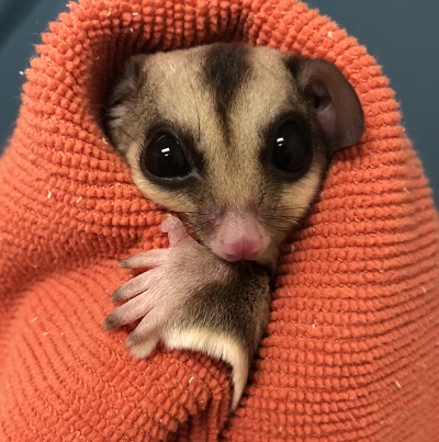 Tasmanian cheap sugar glider