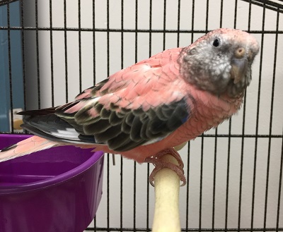 Pink parakeet hot sale