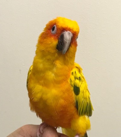 Weighed My Sun Conure Today  Best in Flock - A Parrot Blog