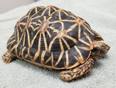 Tortoise Shell - Indian Star Tortoise (Geochelone elegans), Indian