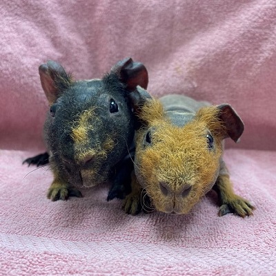 Werewolf skinny hot sale guinea pig