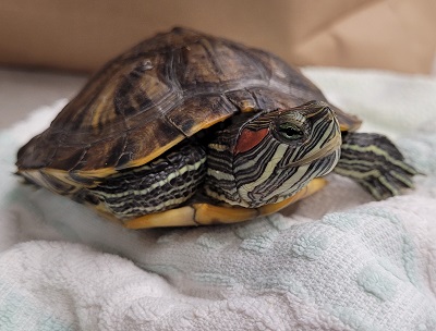 A Cautionary Turtle Tale – The Links Road Animal & Bird Clinic