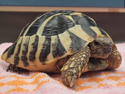 Is my Horsefield tortoise shell looking healthy?