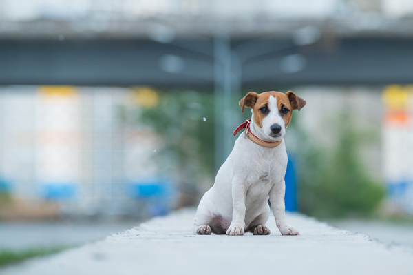 image for National Lost Dog Awareness Day: Why Dogs Go Missing and How to Keep Yours Safe