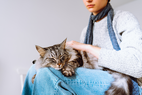 image for Early Signs of Cancer in Pets Every Owner Should Know